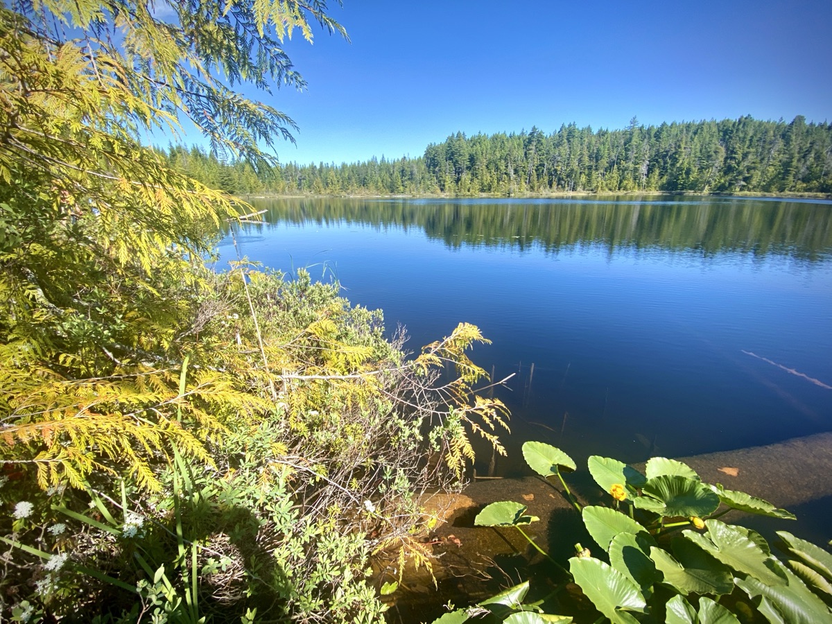 Parksville lake and forest